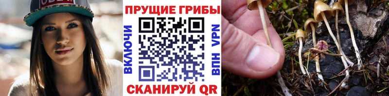 Псилоцибиновые грибы Psilocybe  Фролово 